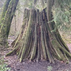 Meadowdale Beach Trail